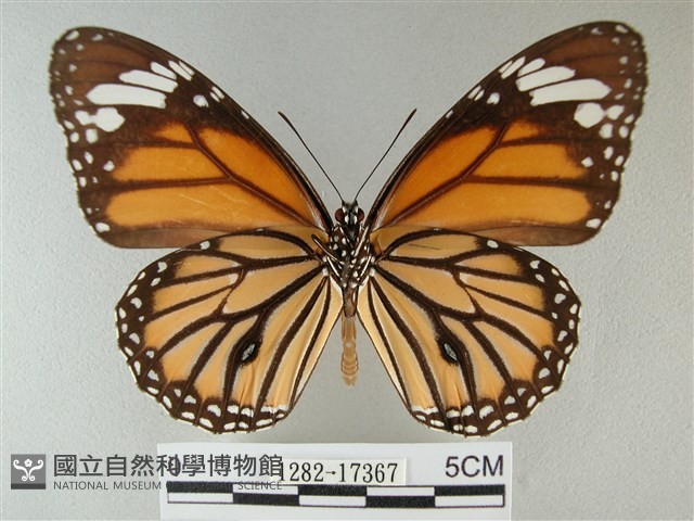 黑脈樺斑蝶藏品圖，第2張