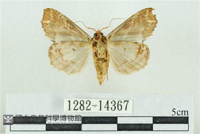 粉紅帶散紋夜蛾藏品圖，第2張