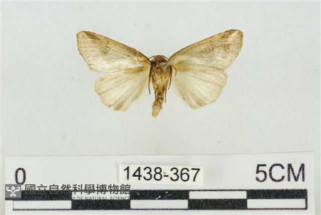 素木氏美波紋蛾藏品圖，第2張