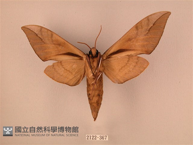 波紋豆天蛾藏品圖，第2張