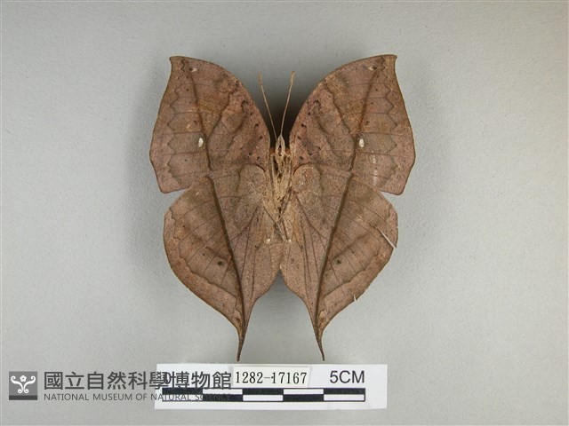 枯葉蝶藏品圖，第2張