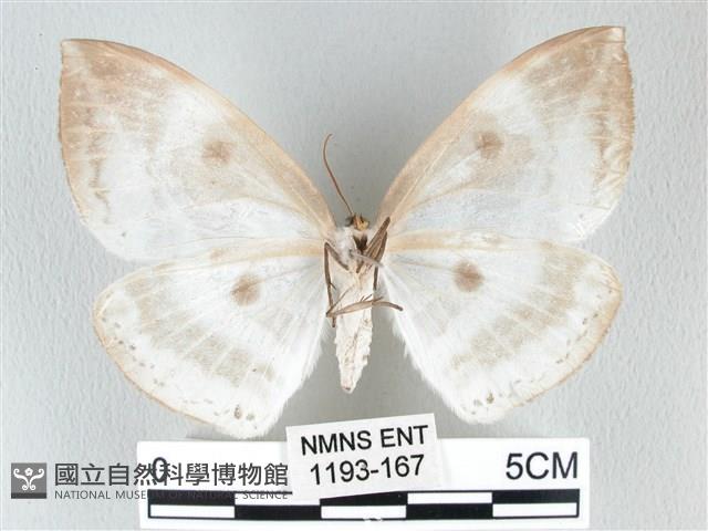 圓翅大鉤蛾藏品圖，第2張