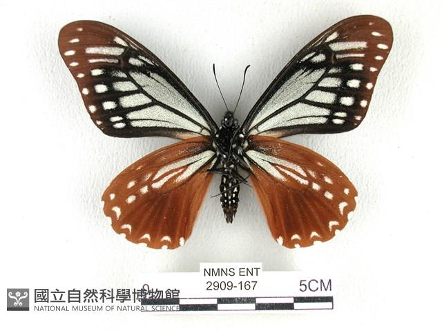 斑鳳蝶藏品圖，第2張
