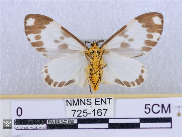 後凸蝶燈蛾藏品圖，第2張