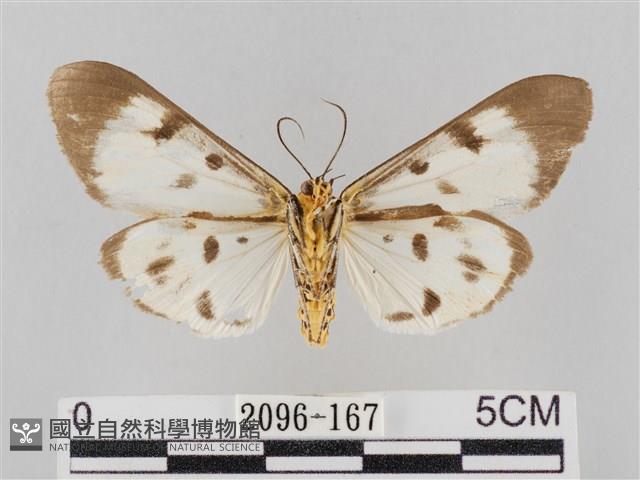 長斑擬燈蛾藏品圖，第2張