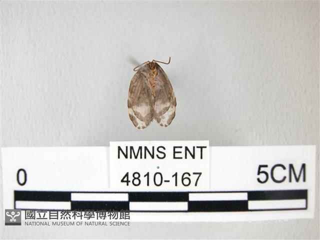 臺灣卵翅蛾藏品圖，第2張