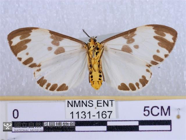 後凸蝶燈蛾藏品圖，第2張