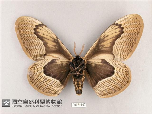 枯球籮紋蛾藏品圖，第2張