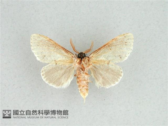 灰舟蛾藏品圖，第2張