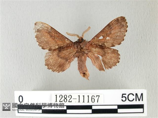 銀肩枯葉蛾藏品圖，第2張