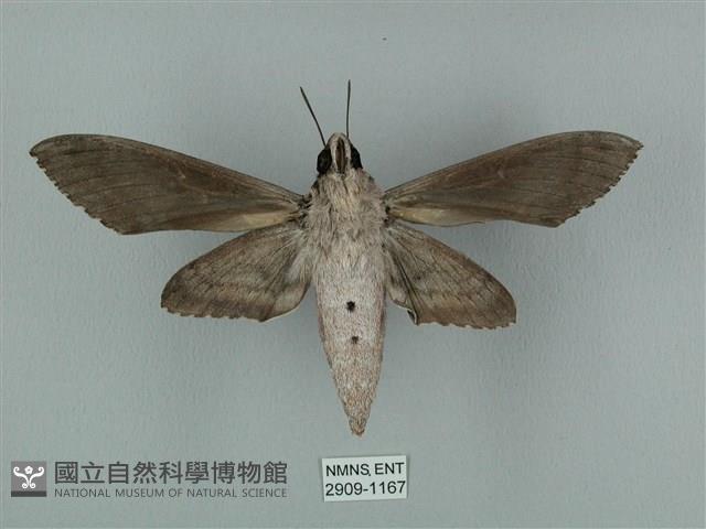 蝦殼天蛾藏品圖，第2張