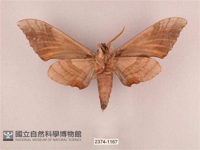 栗六點天蛾藏品圖，第2張