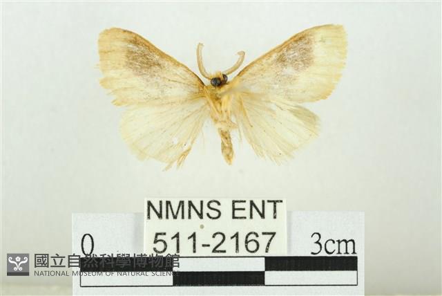 寬紋黃毒蛾藏品圖，第2張
