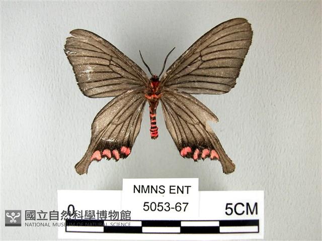 松村氏淺翅鳳蛾藏品圖，第2張