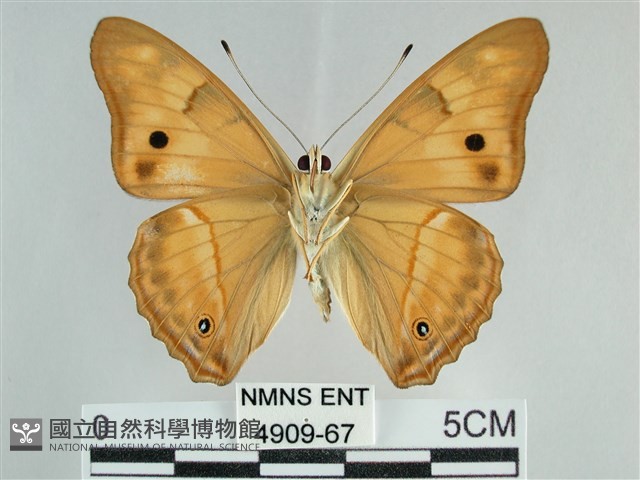 金鎧蛺蝶藏品圖，第2張