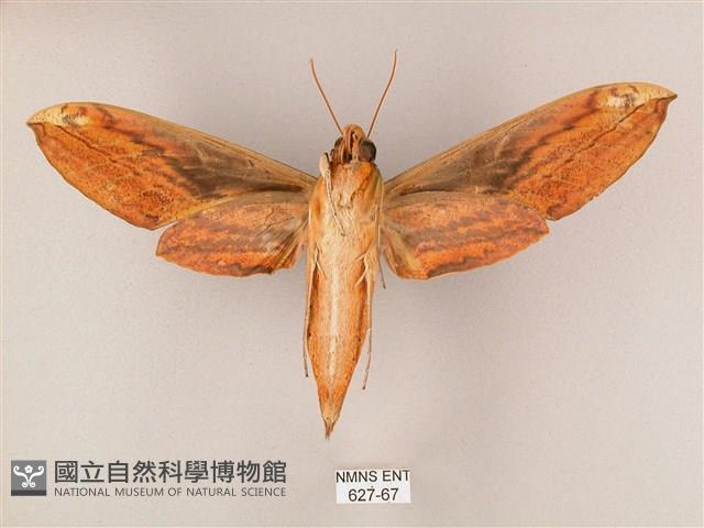 綠背斜紋天蛾藏品圖，第2張