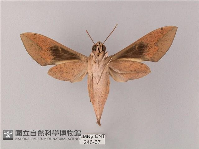 斜線天蛾藏品圖，第2張