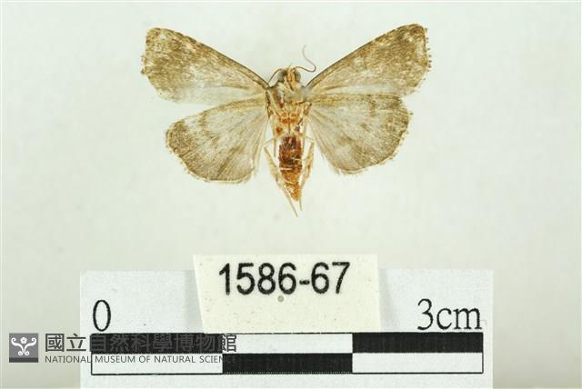 白斑散紋夜蛾藏品圖，第2張