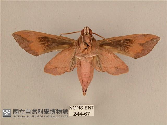 背中白天蛾藏品圖，第2張