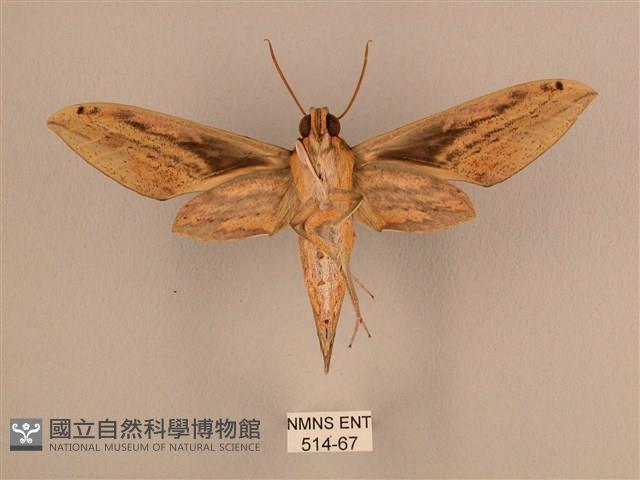 棕綠背線天蛾藏品圖，第2張