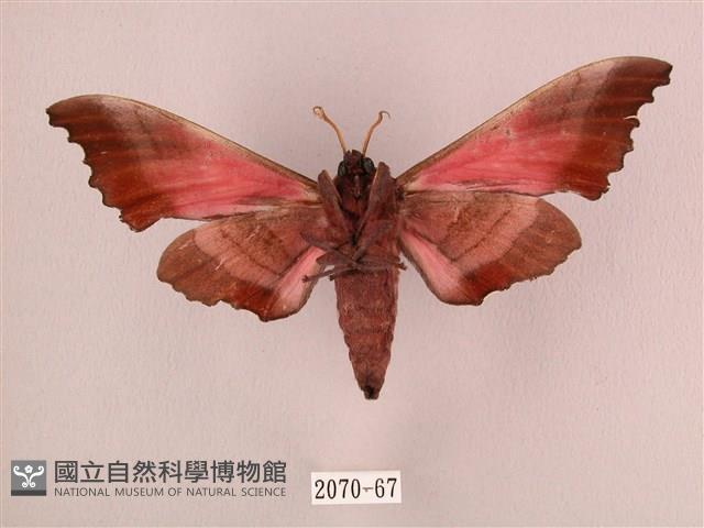 桃紅六點天蛾藏品圖，第2張