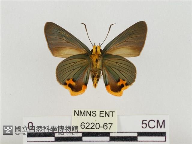 褐翅綠弄蝶藏品圖，第2張