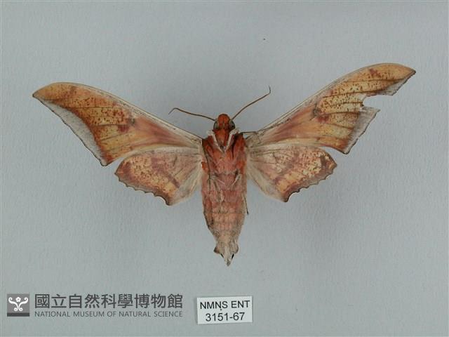 黑帶鷹翅天蛾藏品圖，第2張