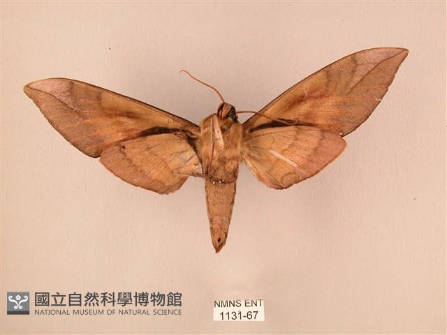 波紋豆天蛾藏品圖，第2張