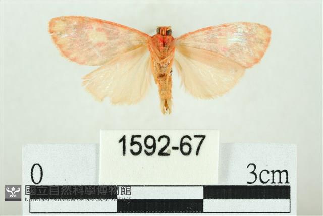 三色豔苔蛾藏品圖，第2張