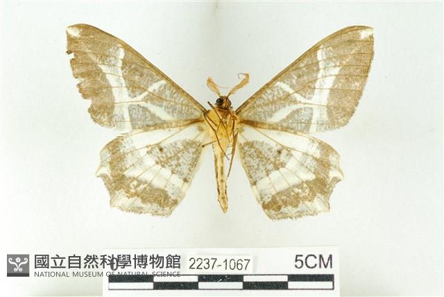 樹形尺蛾藏品圖，第2張