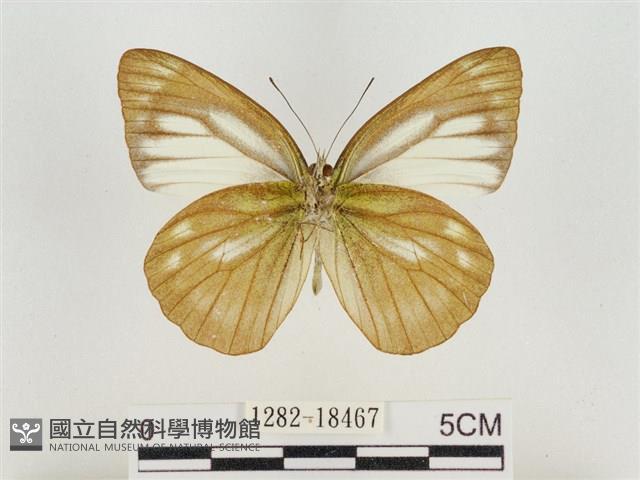 淡褐脈粉蝶藏品圖，第2張