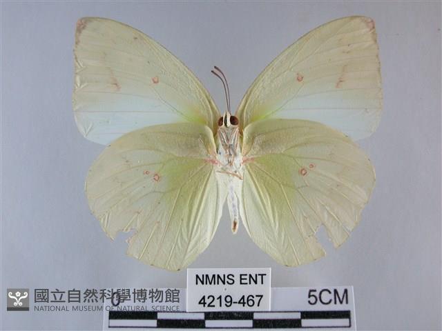 遷粉蝶、淡黃蝶藏品圖，第2張