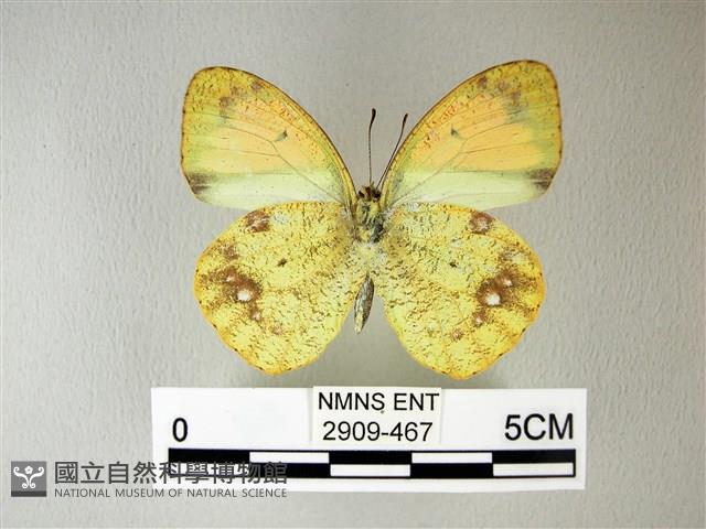 異粉蝶、雌白黃蝶藏品圖，第2張