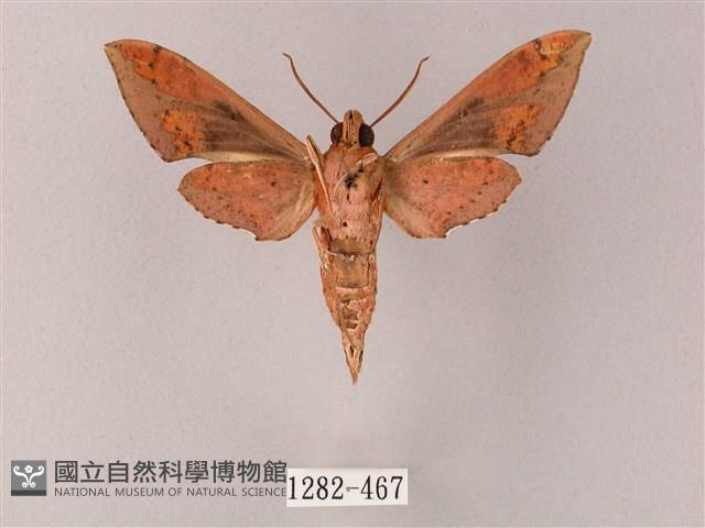 雙斑白肩天蛾藏品圖，第2張