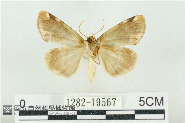 大斑波紋蛾藏品圖，第2張