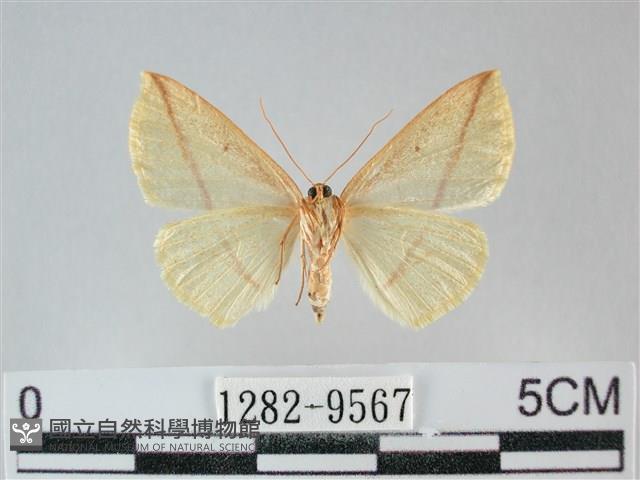 澄線尺蛾藏品圖，第2張