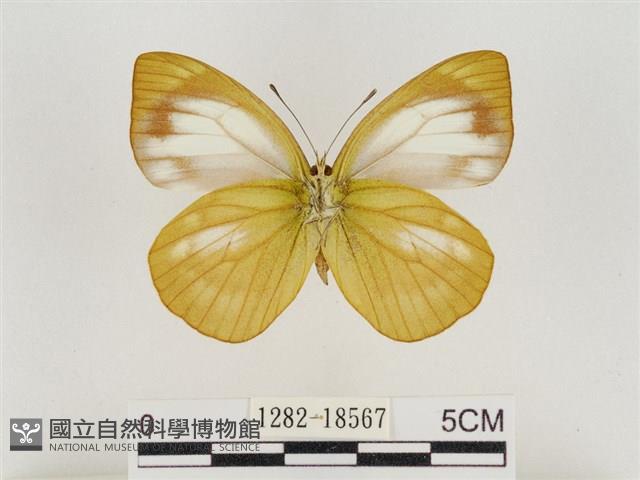 淡褐脈粉蝶藏品圖，第2張