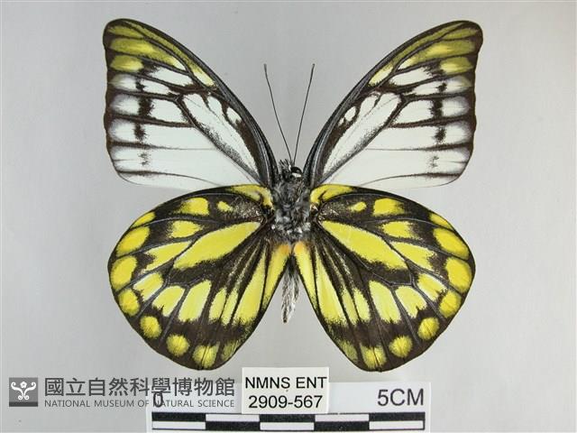 鋸粉蝶藏品圖，第2張