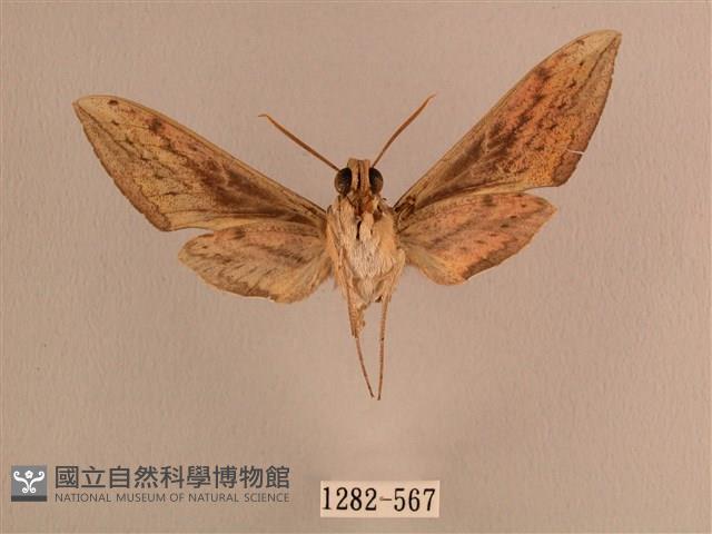 背線天蛾藏品圖，第2張