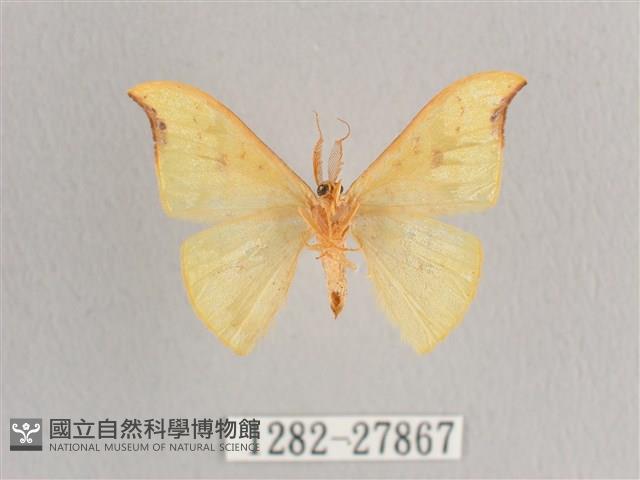 彎黑黃鉤蛾藏品圖，第2張