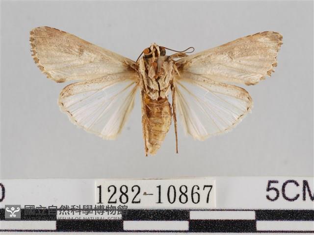 斜紋夜盜蛾藏品圖，第2張