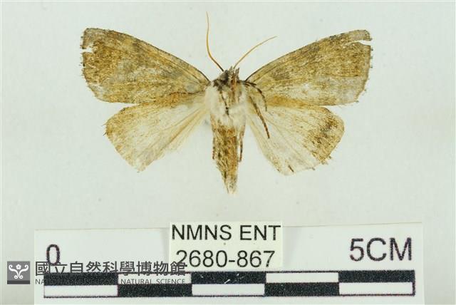 臺灣銀斑異波紋蛾藏品圖，第2張