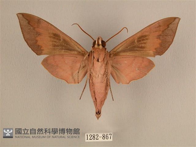 背中白天蛾藏品圖，第2張