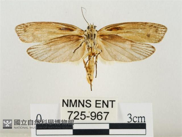 線紋篩蛾藏品圖，第2張