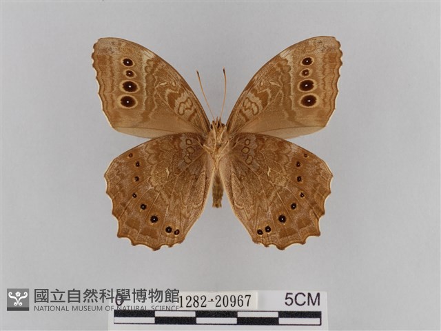 褐翅蔭眼蝶藏品圖，第2張
