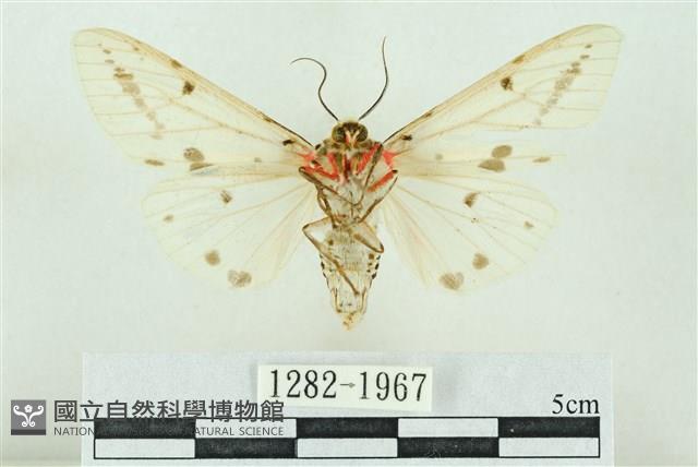 菊池污燈蛾藏品圖，第2張