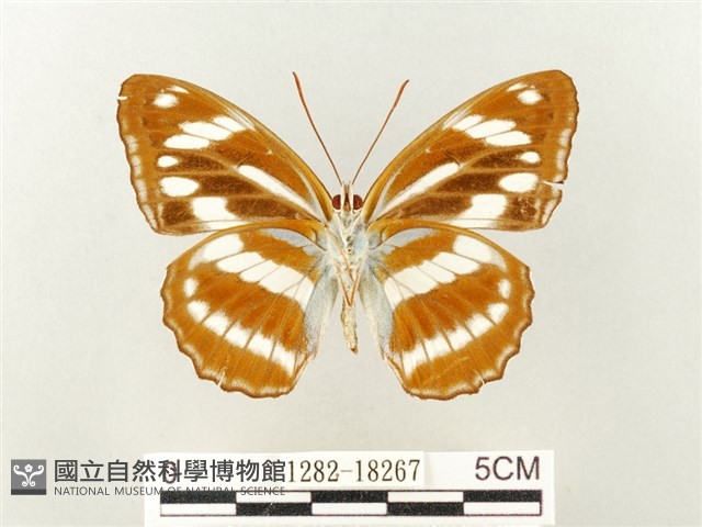 幻紫線蛺蝶藏品圖，第2張