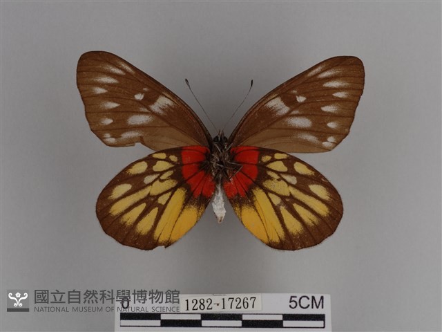 豔粉蝶藏品圖，第2張