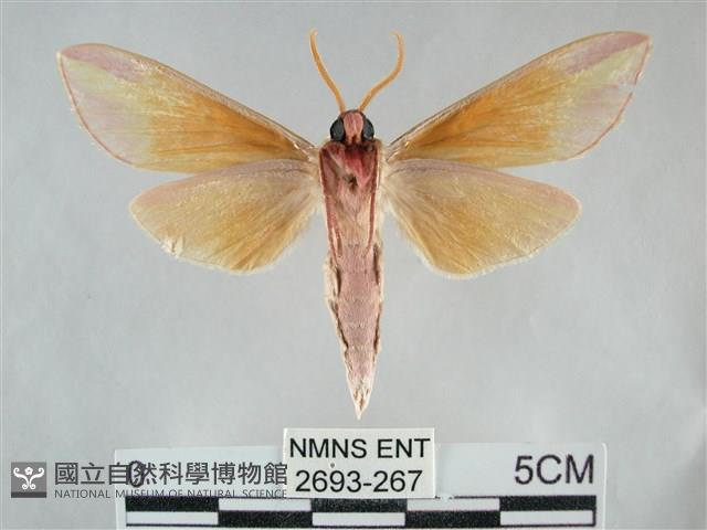 雙黃條天蛾藏品圖，第2張