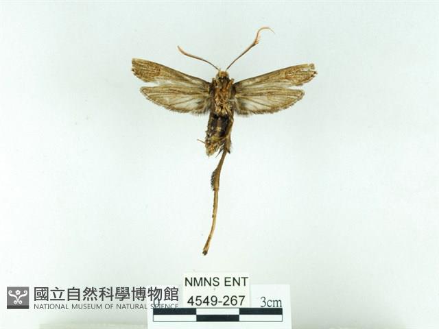 長腳大織蛾藏品圖，第2張